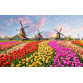 Картина за номерами Барвисті тюльпани Голландії КНО 2224