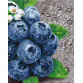 Картина за номерами ідейка «Соковиті плоди» 40x50 см (КНО5581)