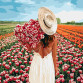 Картина за номерами ідейка «Оберемок тюльпанів» 40x40 см (КНО4725)