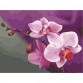 Картина за номерами Ідейка «Рожеві орхідеї» 40x50 см (КНО1081)