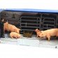Игровой набор Zhongjieming Toys «Ферма» животные, фигурки (Q9899-Z7)